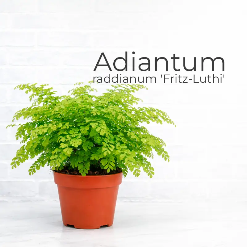 Нефролепис (Nephrolepis)