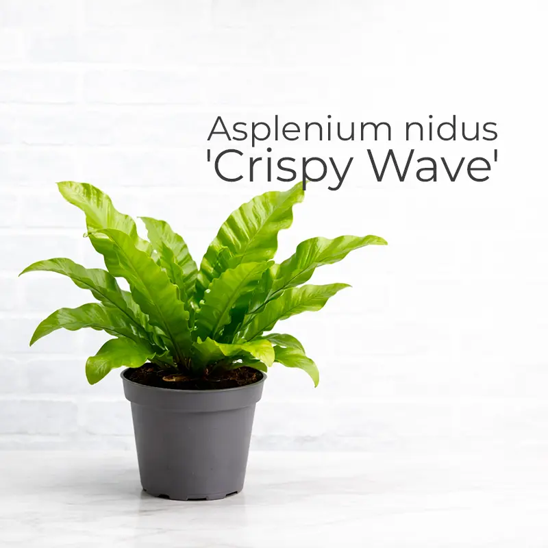 Нефролепис (Nephrolepis)