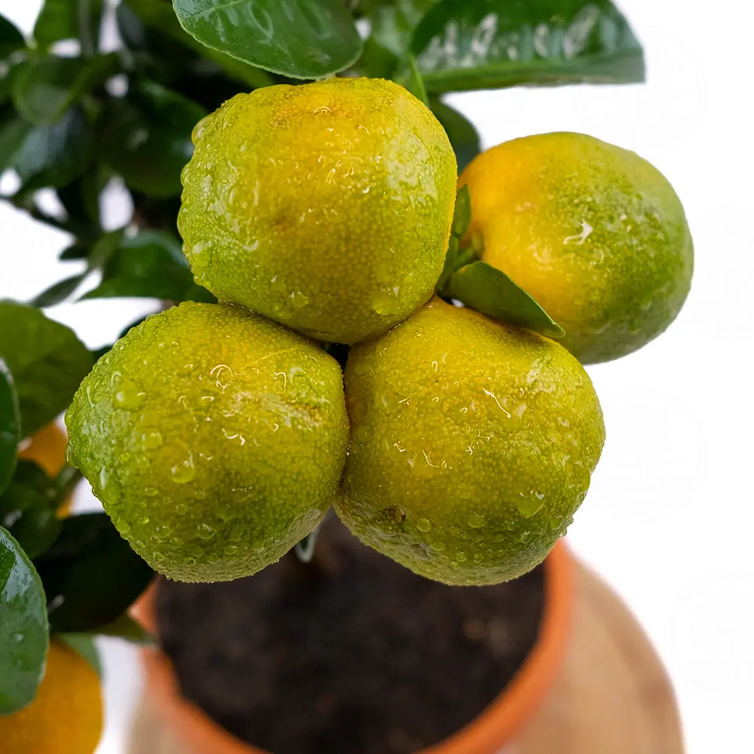 Кумкват Обовата / Kumquat Obovata — цитрусовое растение, детальное фото
