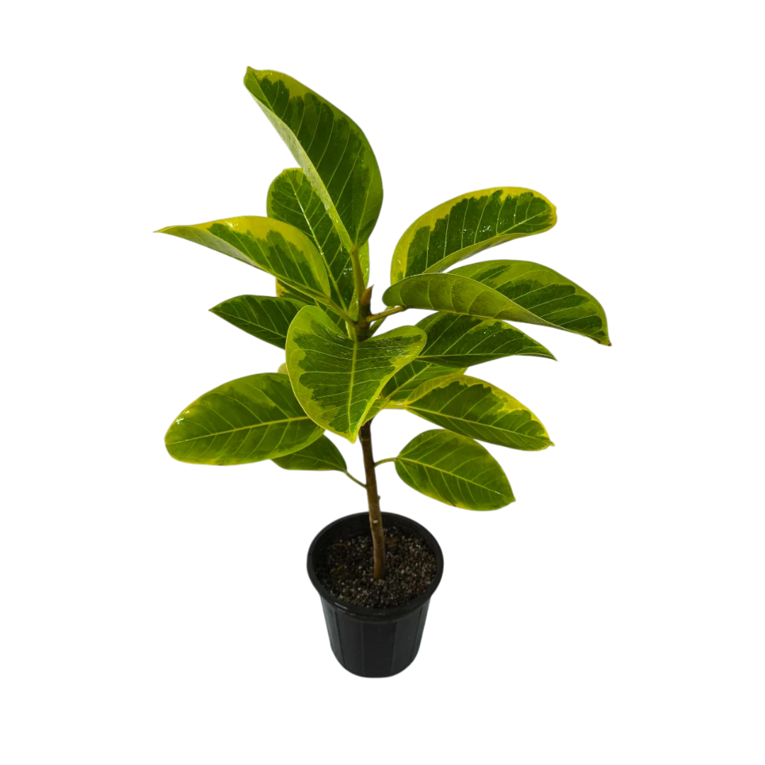 Фикус Альтиссима / Ficus Altissima купить