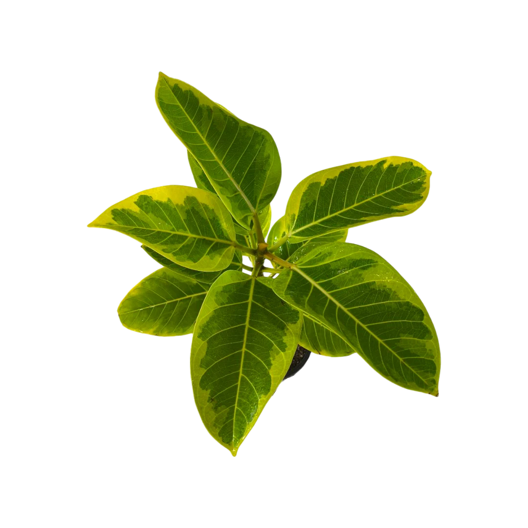 Фикус Альтиссима / Ficus Altissima купить