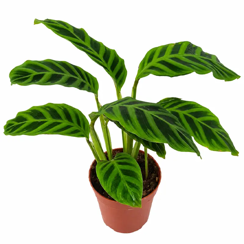 Калатея Грин Эппл / Calathea Green Apple купить