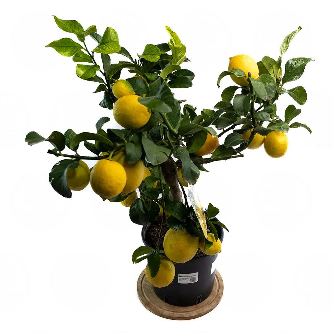 Лимон Фемминелло Инкаппуччиато / Lemon Femminello Incappucciato — цитрусовое растение, детальное фото
