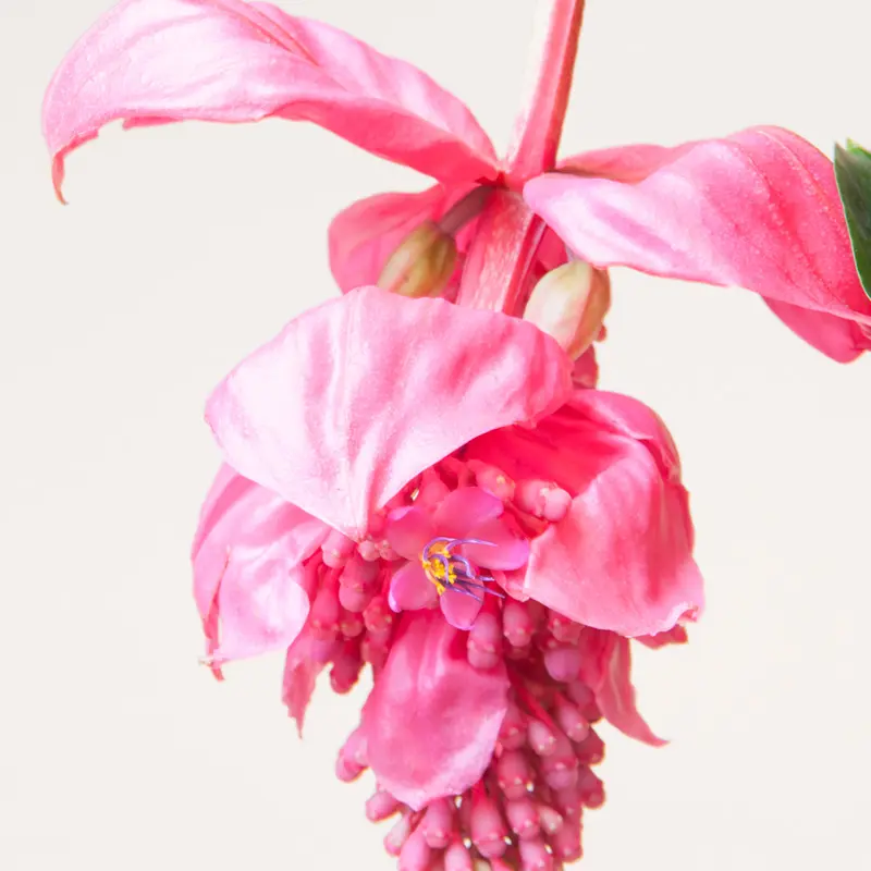 Мединилла Фламенко / Medinilla Flamenco купить
