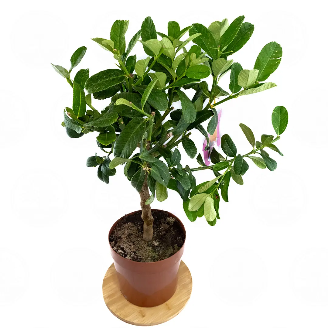 Цитрон Гигант / Citrus medica Giant — цитрусовое растение, детальное фото
