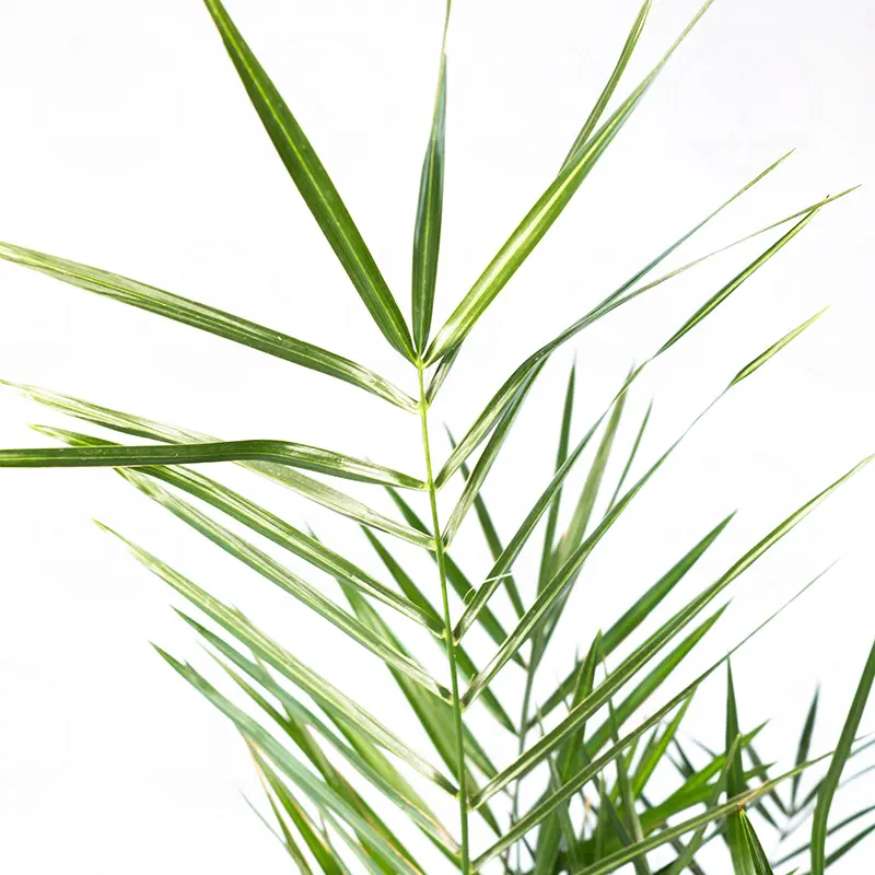 Финик канарский / Phoenix canariensis купить
