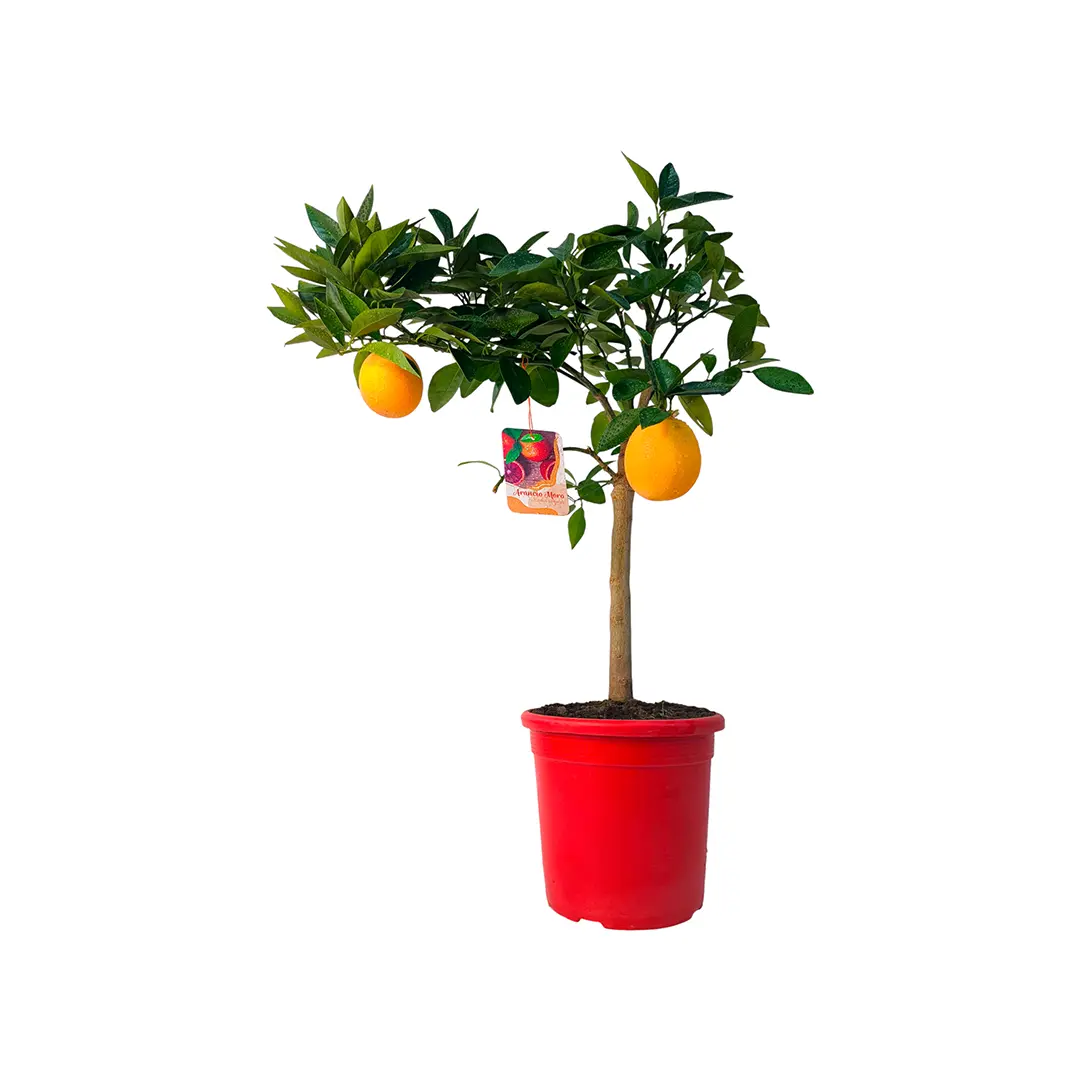 Апельсин Моро нуцеллярный / Orange Moro — цитрусовое растение, детальное фото
