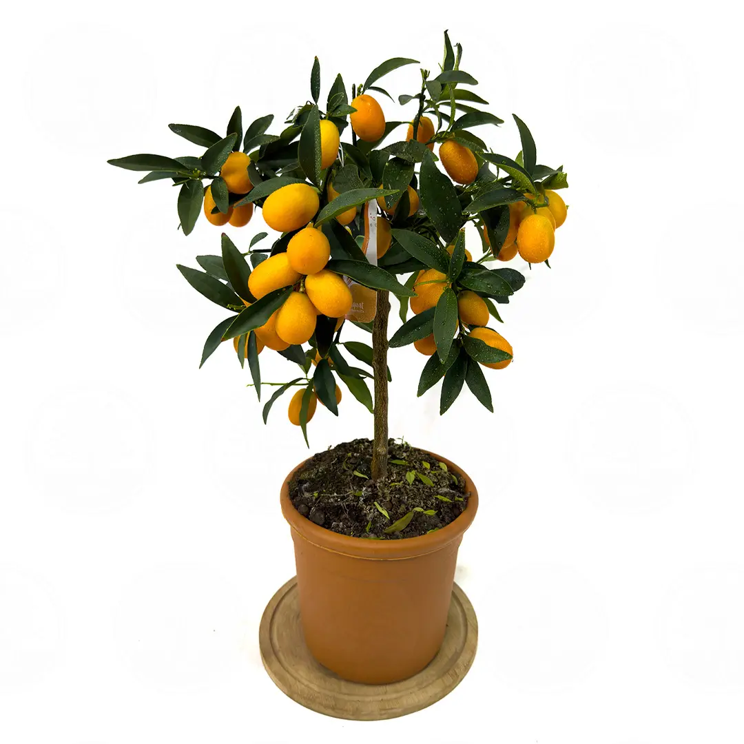 Кумкват Маргарита / Kumquat Margarita — цитрусовое растение, детальное фото
