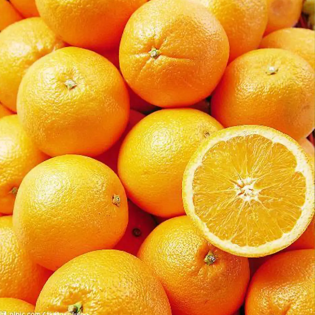 Апельсин Скаггс Бонанза / Orange Skaggs Bonanza — цитрусовое растение, детальное фото
