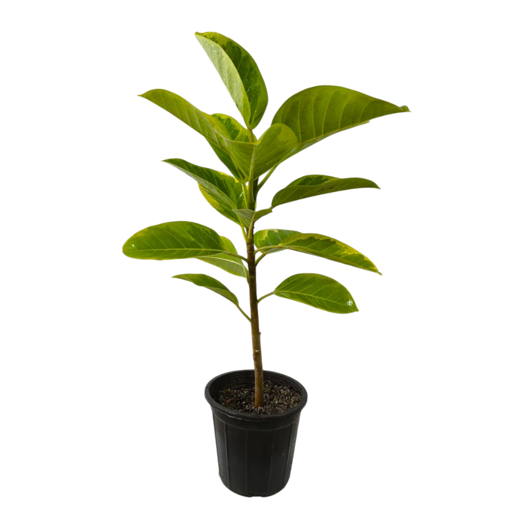 Фикус Альтиссима / Ficus Altissima купить