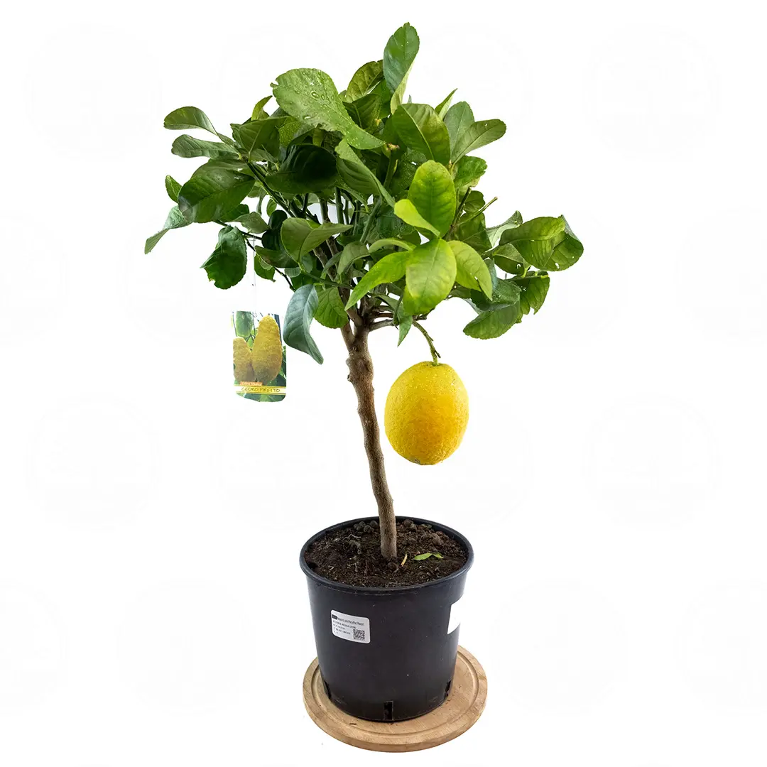 Цитрон Пиретто / Citrus medica Piretto — цитрусовое растение, детальное фото
