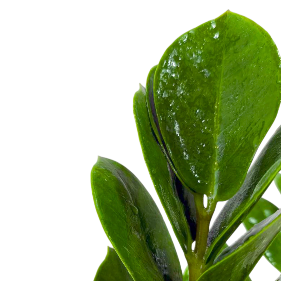 Замиокулькас Зензи / Zamioculcas zamiifolia Zenzi купить