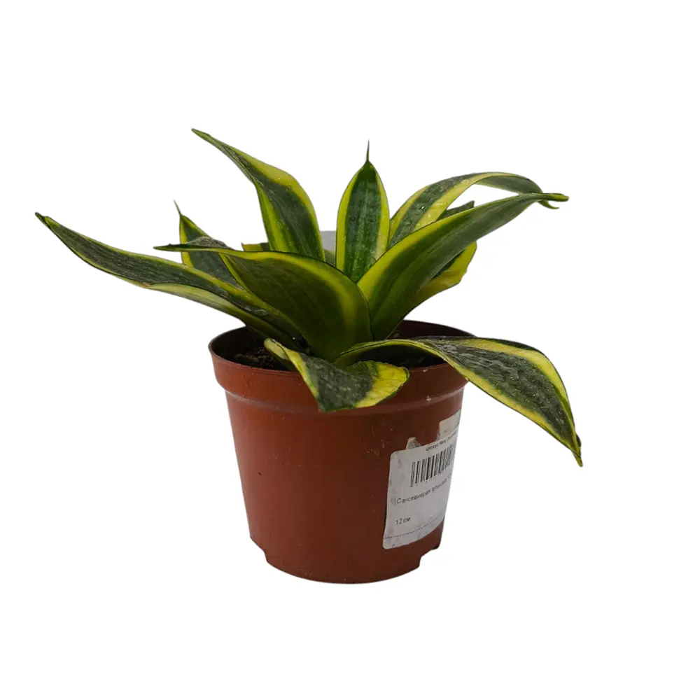 Сансевиерия trifasciata "Golden Hahnii" купить