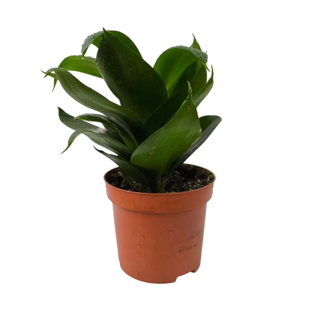 Сансевиерия trifasciata "Hahnii Black Jade" купить
