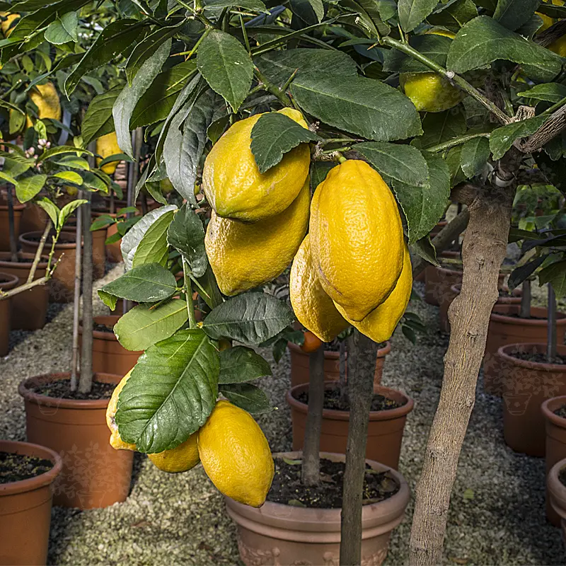 Цитрон Диаманте / Citrus medica Diamante — цитрусовое растение, детальное фото
