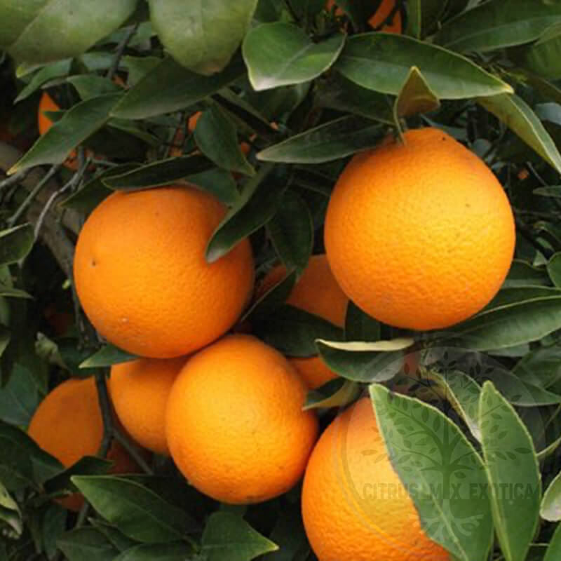 Апельсин Навелейт / Orange Navelate — цитрусовое растение, детальное фото
