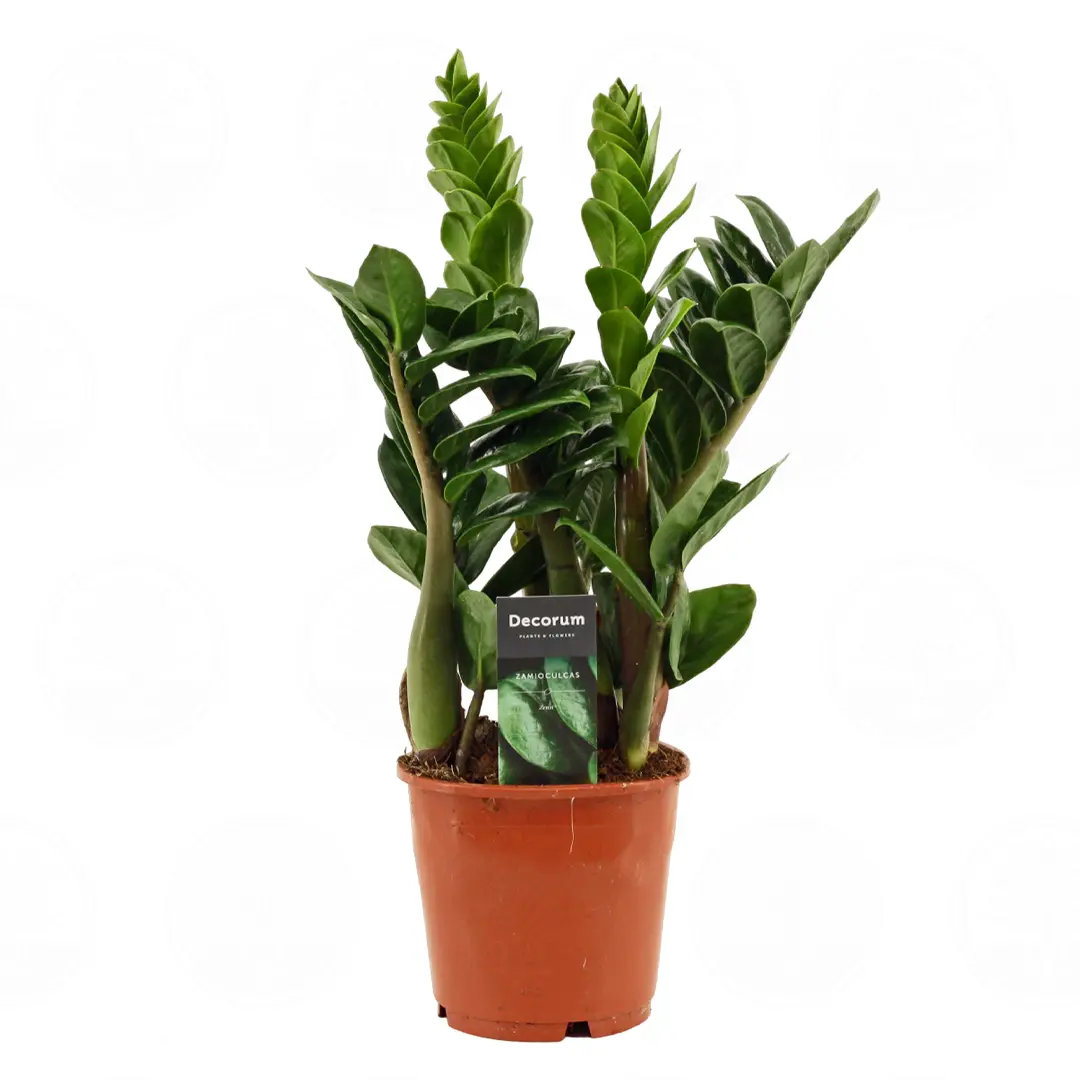 Замиокулькас Зензи / Zamioculcas zamiifolia Zenzi купить