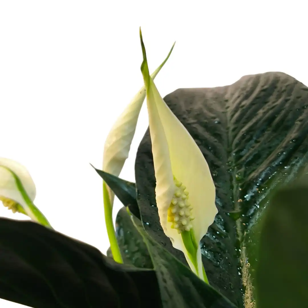 Спатифиллум Краун / Spathiphyllum Crown купить