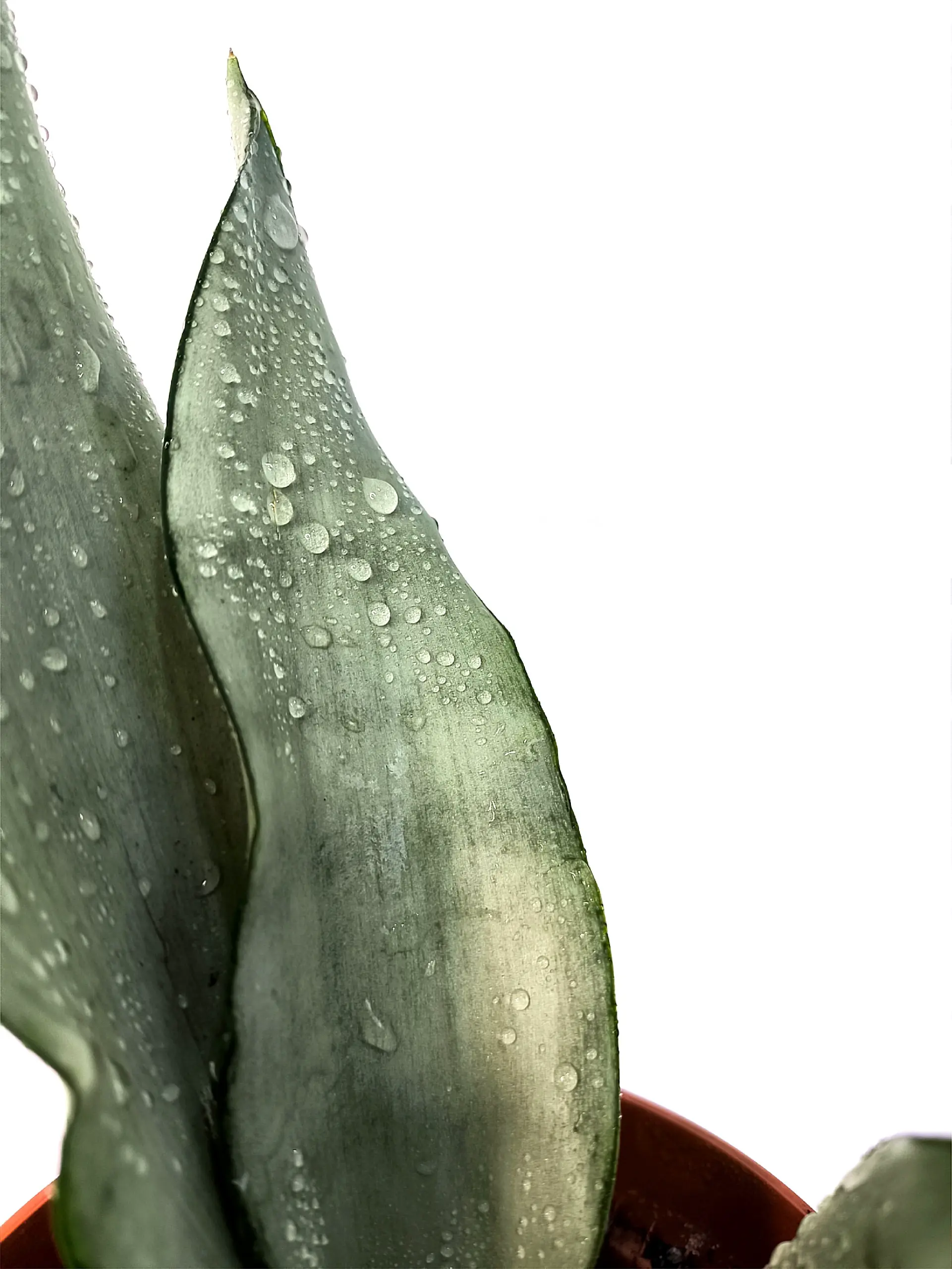 Dracaena trifasciata Moonshine серебристые листья