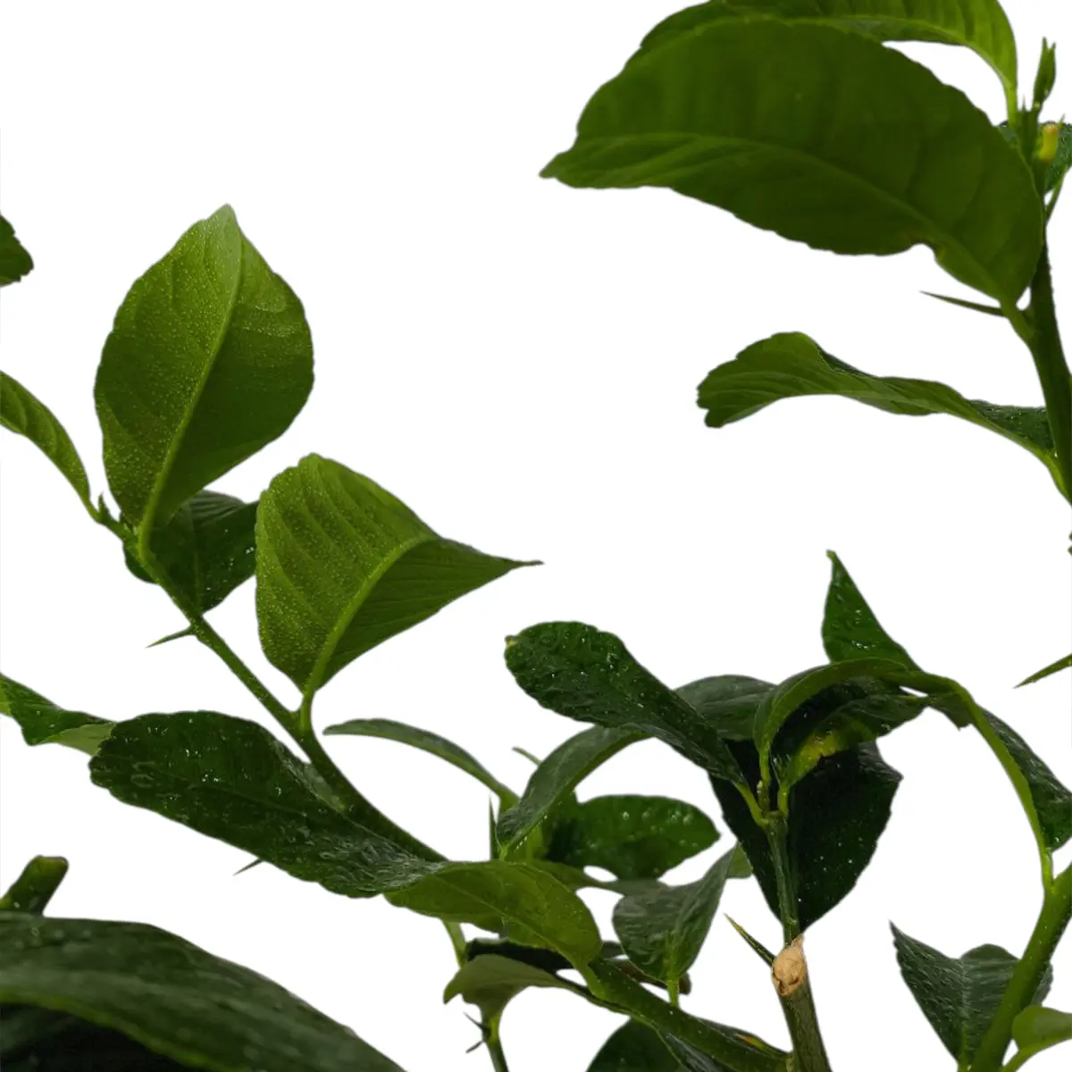 Цитрон Этрог / Citrus medica Etrog — цитрусовое растение, детальное фото
