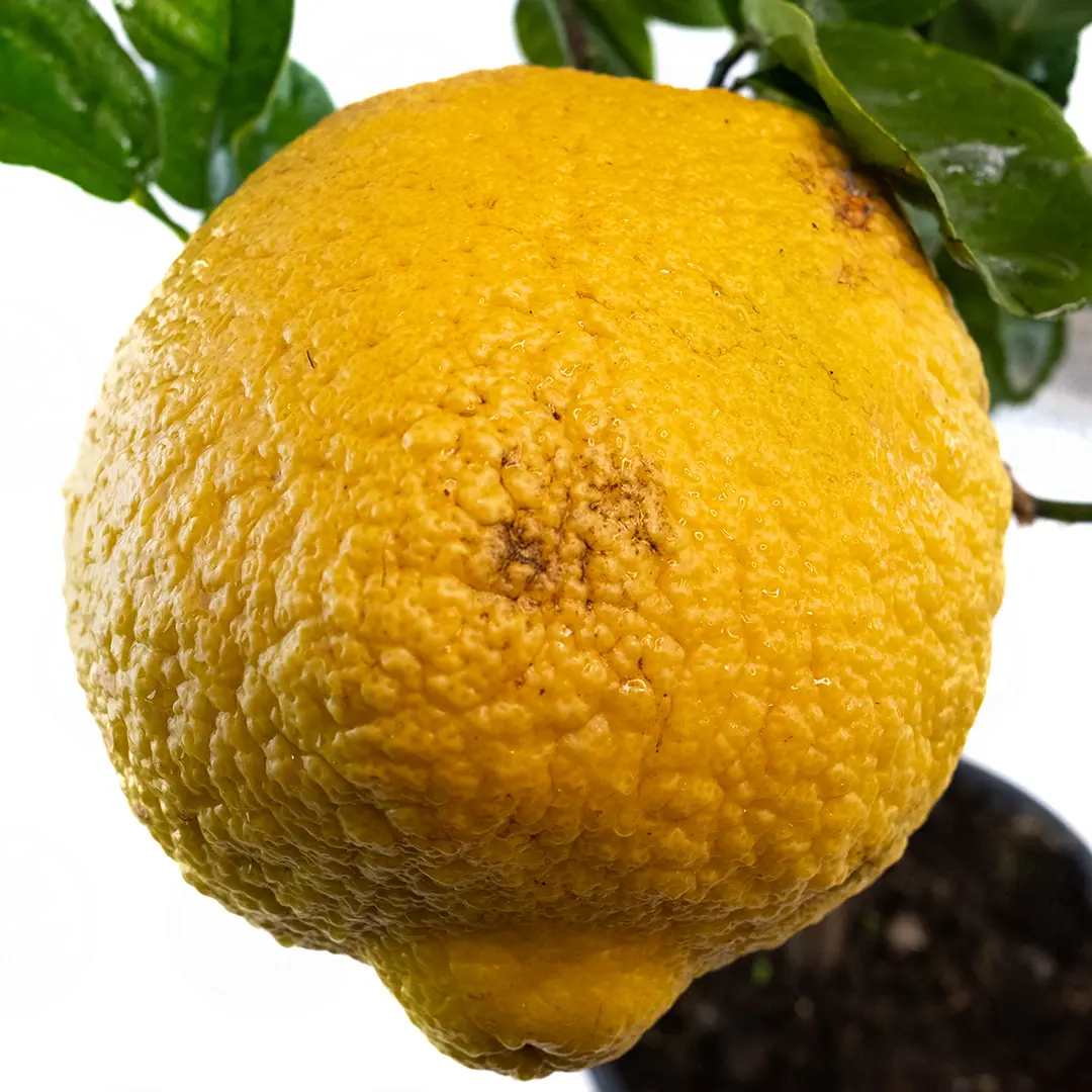 Цитрон Максима / Citrus medica Maxima — цитрусовое растение, детальное фото
