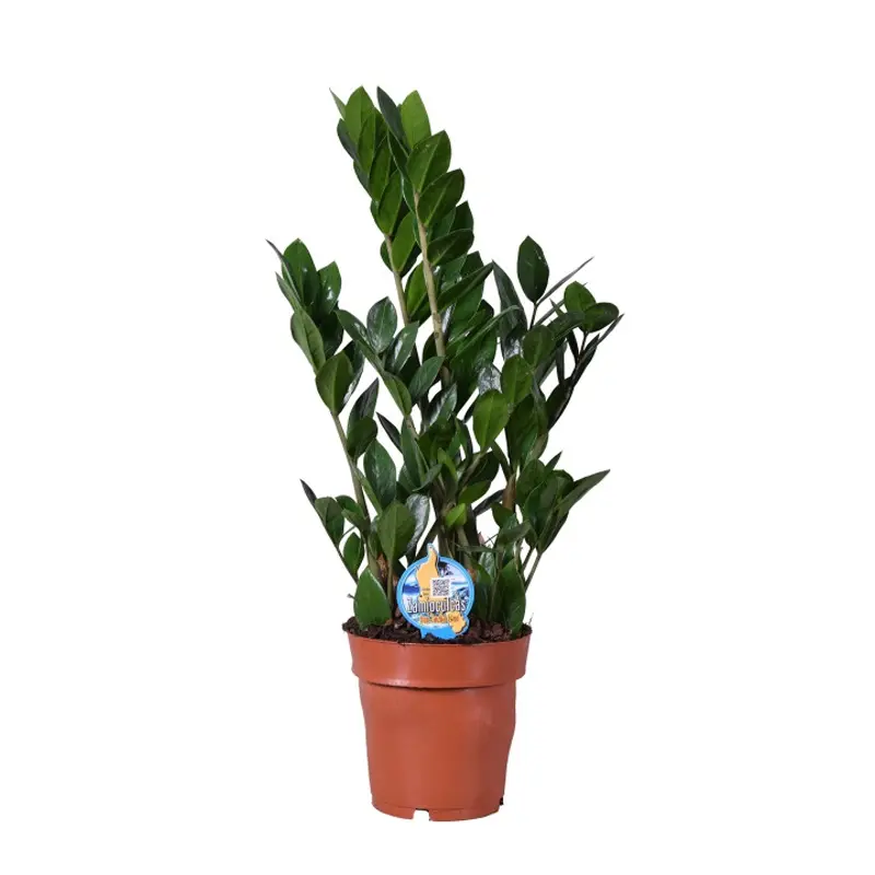 Замиокулькас/ Zamioculcas zamiifolia купить