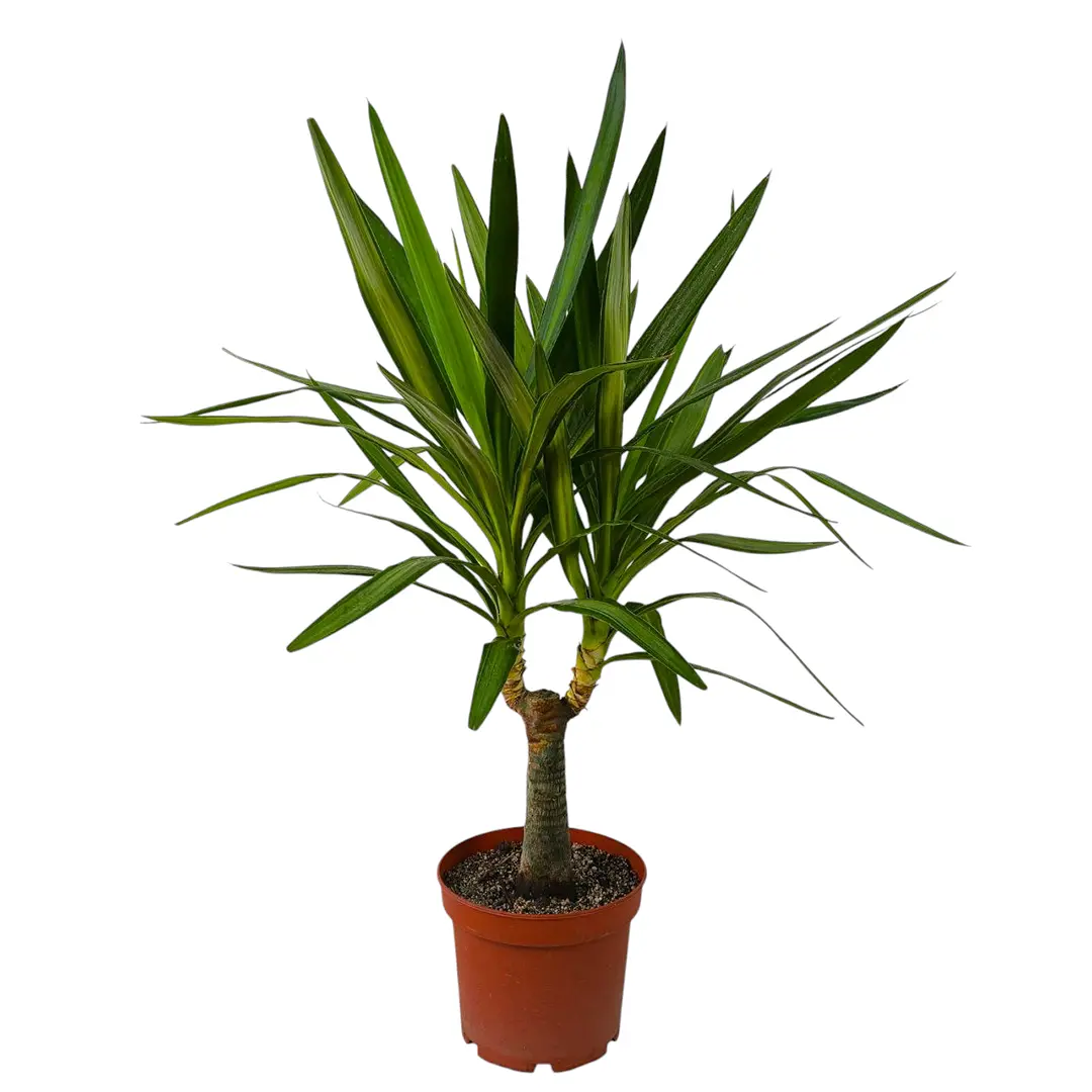 Юкка вариегатная / Yucca Variegata купить