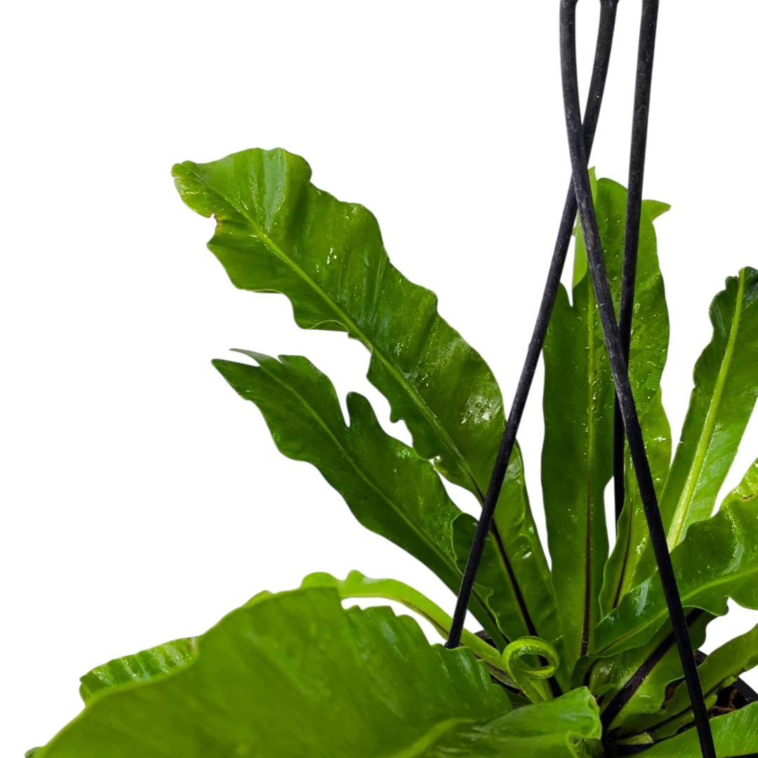 Асплениум / Asplenium Antiquum купить