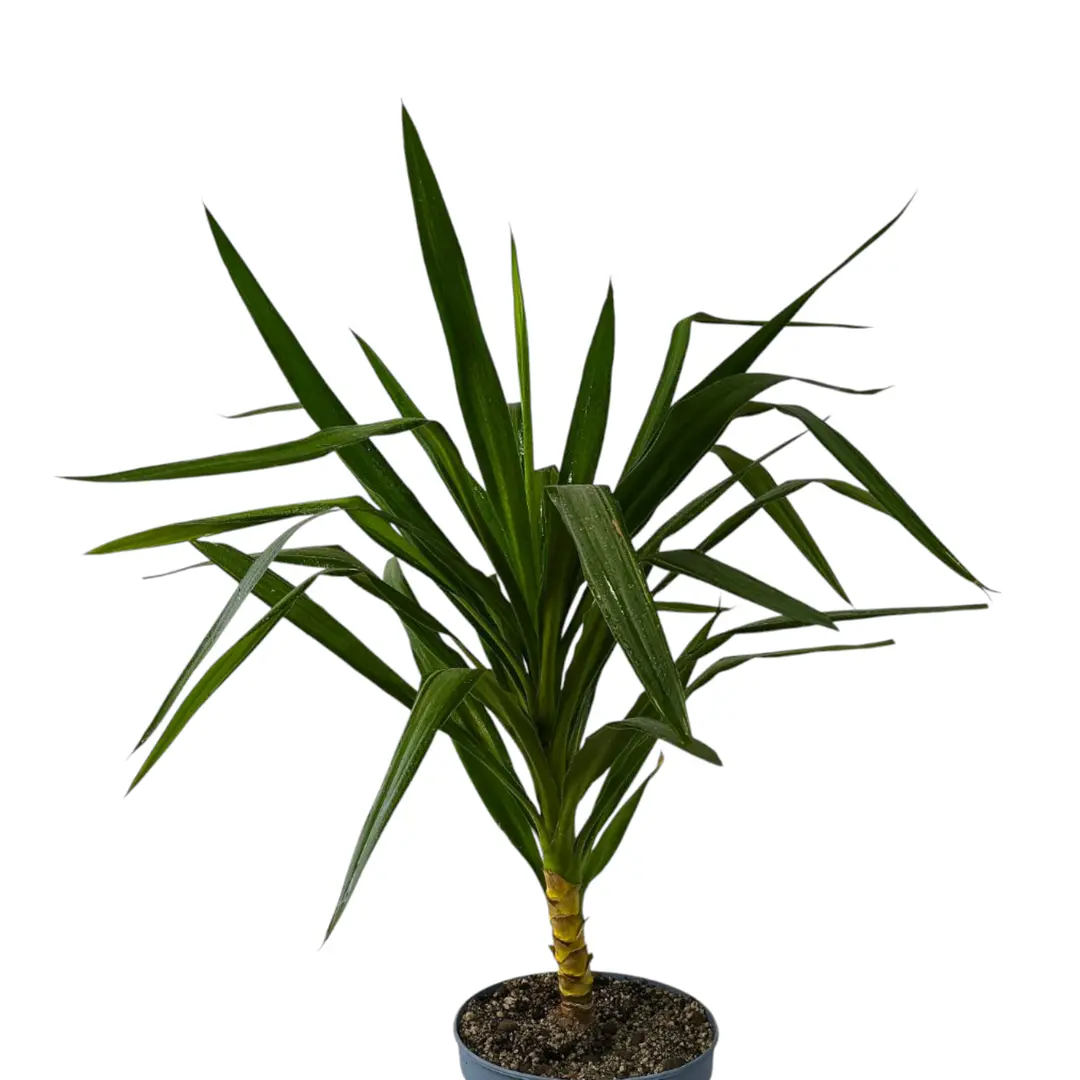 Юкка гигантская (без ствола) / Yucca gigantea купить