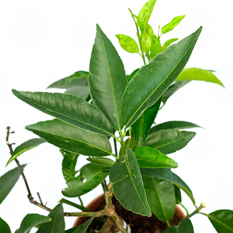 Клементин Спиносо / Clementine Spinoso — цитрусовое растение, детальное фото
