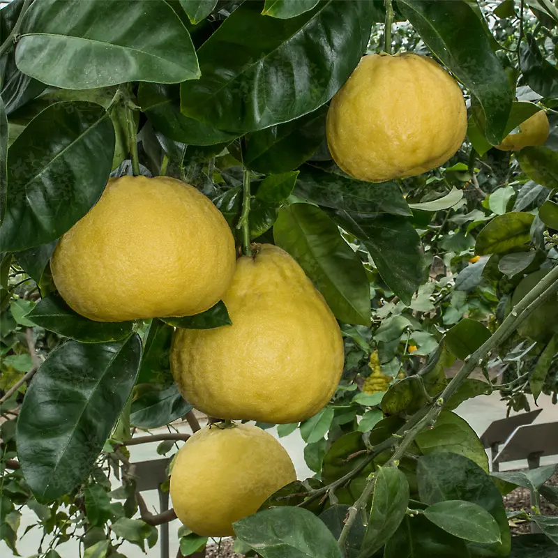 Помело Россо ди Сарзана / Pomelo Rosso di Sarzana — цитрусовое растение, детальное фото

