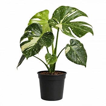 Монстера вариегатная  Тай Констеллейшн / Monstera Deliciosa Thai Constellation