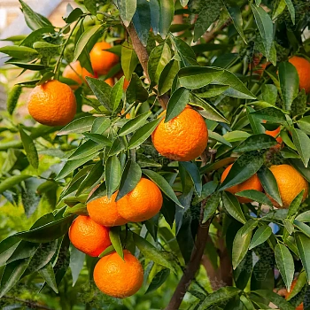 Клементин Монреаль Апирено / Clementine Monreal Apireno — цитрусовое растение, фото
