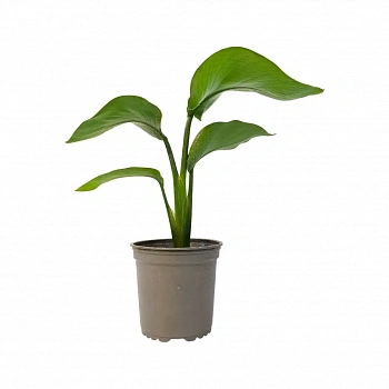 Стрелиция Реджина / Strelitzia Reginae иск цвет