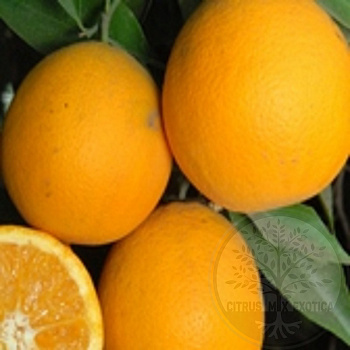 Апельсин Валенсия Олинда / Orange Valencia Olinda — цитрусовое растение, фото
