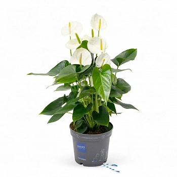 Антуриум Карма Вайт / Anthurium KARMA WHITE