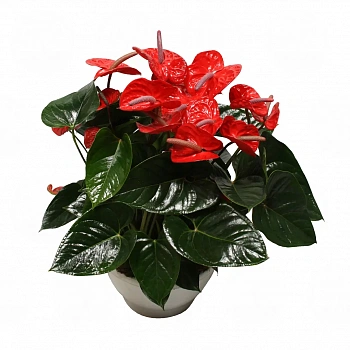 Антуриум Алоха Ред / Anthurium Aloha Red